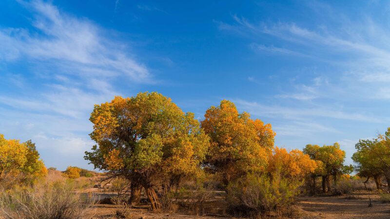 Golden_Poplar_Forests_of_Inner_Mongolia_Attract_Autumn_Visitors - Khabar Asia Golden_Poplar_Forests_of_Inner_Mongolia_Attract_Autumn_Visitors