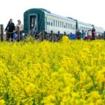 Golden Rapeseed Blossoms Signal Spring's Arrival in Kunming