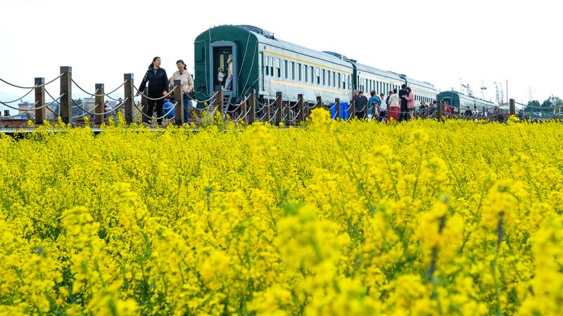 Golden Rapeseed Blossoms Signal Spring's Arrival in Kunming