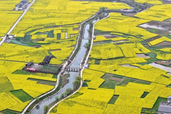 Golden Rapeseed Fields Illuminate Sichuan’s Countryside Golden Rapeseed Fields Illuminate Sichuan's Countryside