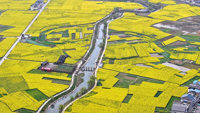 Golden_Rapeseed_Fields_Illuminate_Sichuans_Countryside - Khabar Asia Golden Rapeseed Fields Illuminate Sichuan's Countryside