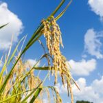 Golden_Rice_Fields_Signal_Bountiful_Harvest_in_Shiqian_County