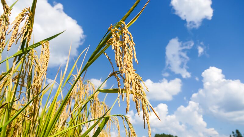 Golden_Rice_Fields_Signal_Bountiful_Harvest_in_Shiqian_County