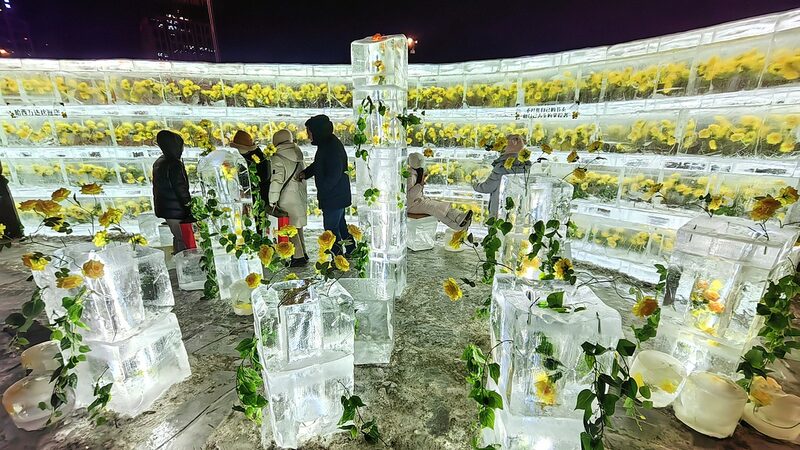 Golden_Roses_Encased_in_Ice_Illuminate_Harbin_s_Winter_Wonderland