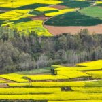 Golden_Sea_of_Blossoms_Springtime_Splendor_in_Shaanxis_Rapeseed_Fields_poster - Khabar Asia Golden Sea of Blossoms: Springtime Splendor in Shaanxi's Rapeseed Fields video poster