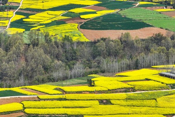 Golden Sea of Blossoms: Springtime Splendor in Shaanxi’s Rapeseed Fields Golden Sea of Blossoms: Springtime Splendor in Shaanxi's Rapeseed Fields video poster