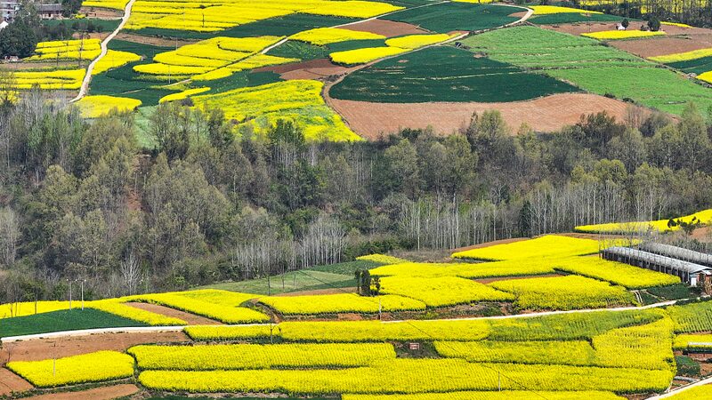 Golden_Sea_of_Blossoms_Springtime_Splendor_in_Shaanxis_Rapeseed_Fields_poster - Khabar Asia Golden Sea of Blossoms: Springtime Splendor in Shaanxi's Rapeseed Fields video poster