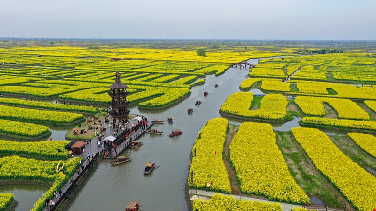 Golden_Sea_of_Rapeseed_Flowers_Blooms_in_Xinghuas_Qianduo_Scenic_Area - Khabar Asia Golden Sea of Rapeseed Flowers Blooms in Xinghua's Qianduo Scenic Area