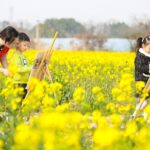 Golden Seas of Rapeseed Flowers Herald Spring Across the Chinese Mainland