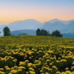 Golden_Silk_Chrysanthemums_Transform_Guizhou_s_Dejiang_County_into_an_Autumn_Wonderland