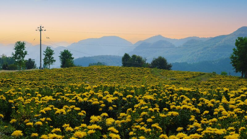 Golden_Silk_Chrysanthemums_Transform_Guizhou_s_Dejiang_County_into_an_Autumn_Wonderland