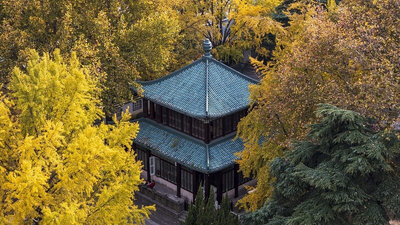Golden_Splendor_Nanjings_Xuanwu_Lake_Shimmers_with_Ginkgo_Leaves - Khabar Asia Golden Splendor: Nanjing's Xuanwu Lake Shimmers with Ginkgo Leaves