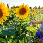 Golden Splendor: Sunflowers Blooming in Shanghai Suburb Captivate Visitors