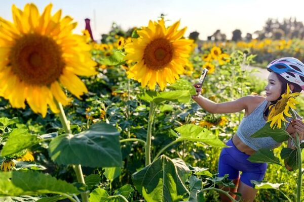 Golden Splendor: Sunflowers Blooming in Shanghai Suburb Captivate Visitors