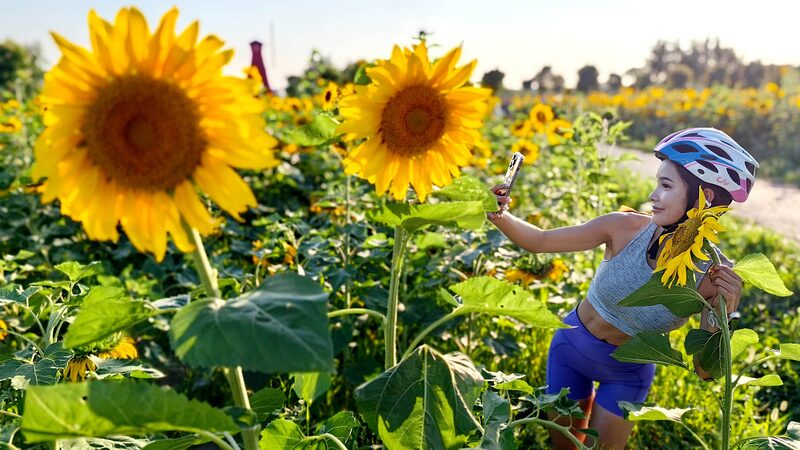 Golden_Splendor_Sunflowers_Blooming_in_Shanghai_Suburb_Captivate_Visitors - Khabar Asia Golden Splendor: Sunflowers Blooming in Shanghai Suburb Captivate Visitors