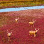Graceful_Pere_David_s_Deer_Stroll_on_Nature_s__Red_Carpet__in_Jiangsu_Wetland