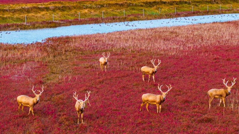 Graceful_Pere_David_s_Deer_Stroll_on_Nature_s__Red_Carpet__in_Jiangsu_Wetland - Khabar Asia Graceful_Pere_David_s_Deer_Stroll_on_Nature_s__Red_Carpet__in_Jiangsu_Wetland
