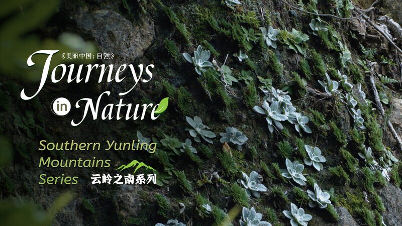 Grass_with_Nine_Lives_The_Resurrection_Plant_of_Chinas_Yunling_Mountains_poster - Khabar Asia Grass with Nine Lives: The 'Resurrection Plant' of China's Yunling Mountains video poster