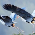 Gray Herons Return to Dangzhai Village: A 20-Year Migratory Tradition