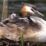 Great_Crested_Grebe_Family_Charms_Visitors_at_Liaoning_Wetland - Khabar Asia Great Crested Grebe Family Charms Visitors at Liaoning Wetland