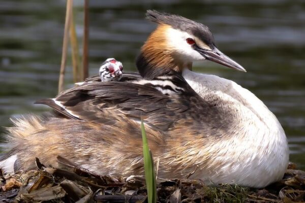 Great Crested Grebe Family Charms Visitors at Liaoning Wetland Great Crested Grebe Family Charms Visitors at Liaoning Wetland