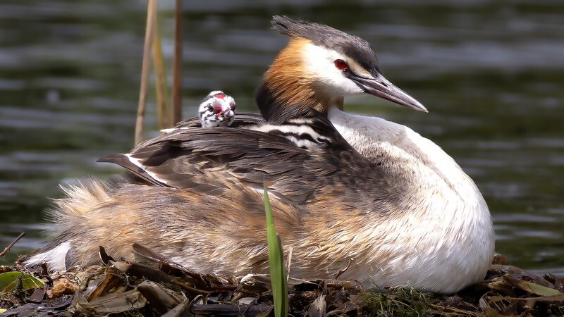 Great_Crested_Grebe_Family_Charms_Visitors_at_Liaoning_Wetland - Khabar Asia Great Crested Grebe Family Charms Visitors at Liaoning Wetland