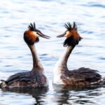 Great Crested Grebes Begin Mating Season at Beijing's Summer Palace