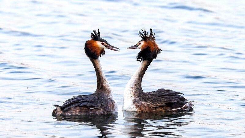 Great_Crested_Grebes_Begin_Mating_Season_at_Beijings_Summer_Palace - Khabar Asia Great Crested Grebes Begin Mating Season at Beijing's Summer Palace
