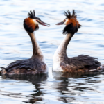 Great Crested Grebes' Captivating Courtship Dance at Beijing's Summer Palace