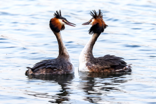 Great Crested Grebes’ Captivating Courtship Dance at Beijing’s Summer Palace Great Crested Grebes' Captivating Courtship Dance at Beijing's Summer Palace
