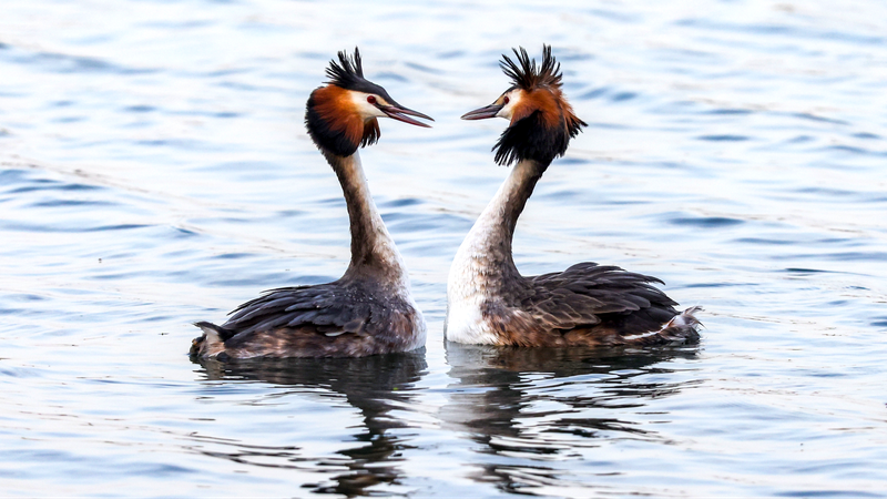 Great_Crested_Grebes_Captivating_Courtship_Dance_at_Beijings_Summer_Palace - Khabar Asia Great Crested Grebes' Captivating Courtship Dance at Beijing's Summer Palace