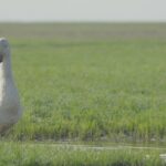 Greenery in Autumn: The Return of Migratory Birds to Poyang Lake video poster