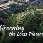 Greening China's Loess Plateau: Apples Turn Barren Land into Prosperity video poster