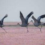 Grey Cranes Flock to Poyang Lake's Blooming Smartweed Fields