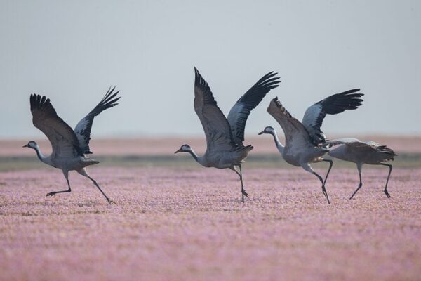Grey Cranes Flock to Poyang Lake’s Blooming Smartweed Fields Grey Cranes Flock to Poyang Lake's Blooming Smartweed Fields