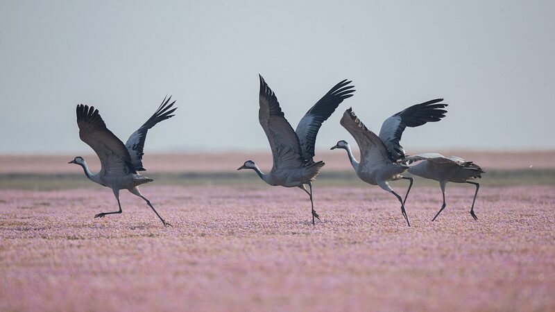 Grey_Cranes_Flock_to_Poyang_Lakes_Blooming_Smartweed_Fields - Khabar Asia Grey Cranes Flock to Poyang Lake's Blooming Smartweed Fields