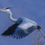 Grey Herons Return to Liaoning's Wazigou Scenic Area as Spring Arrives
