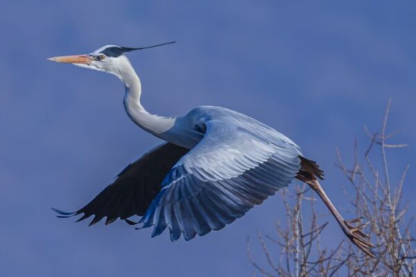 Grey Herons Return to Liaoning’s Wazigou Scenic Area as Spring Arrives Grey Herons Return to Liaoning's Wazigou Scenic Area as Spring Arrives