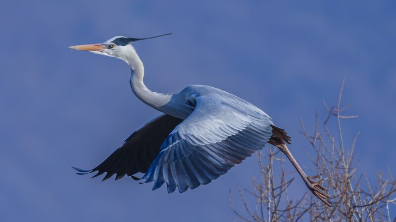 Grey_Herons_Return_to_Liaonings_Wazigou_Scenic_Area_as_Spring_Arrives - Khabar Asia Grey Herons Return to Liaoning's Wazigou Scenic Area as Spring Arrives