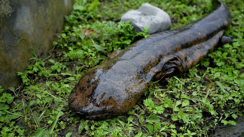 Groundbreaking_Study_Unveils_Nine_Species_of_China_s_Giant_Salamanders - Khabar Asia Groundbreaking_Study_Unveils_Nine_Species_of_China_s_Giant_Salamanders