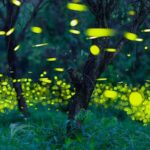 Guangdong Province Unveils Comprehensive Catalog of Over 12,000 Insect Species