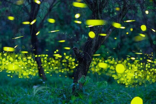 Guangdong Province Unveils Comprehensive Catalog of Over 12,000 Insect Species Guangdong Province Unveils Comprehensive Catalog of Over 12,000 Insect Species
