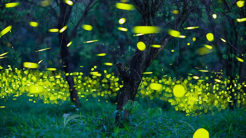 Guangdong_Province_Unveils_Comprehensive_Catalog_of_Over_12000_Insect_Species - Khabar Asia Guangdong Province Unveils Comprehensive Catalog of Over 12,000 Insect Species