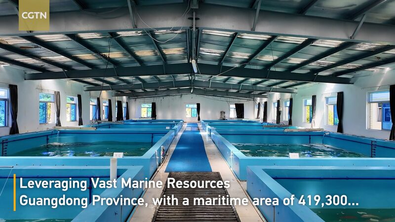 Guangdong_s_Offshore_Aquaculture_Drives_China_s_Agricultural_Modernization_poster - Khabar Asia Guangdong_s_Offshore_Aquaculture_Drives_China_s_Agricultural_Modernization video poster