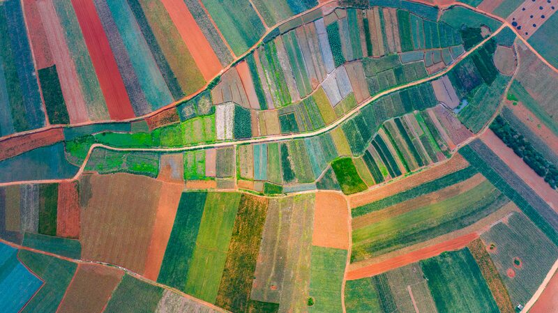 Guangdong's 'Pineapple Sea' Paints a Vibrant Landscape in Xuwen County