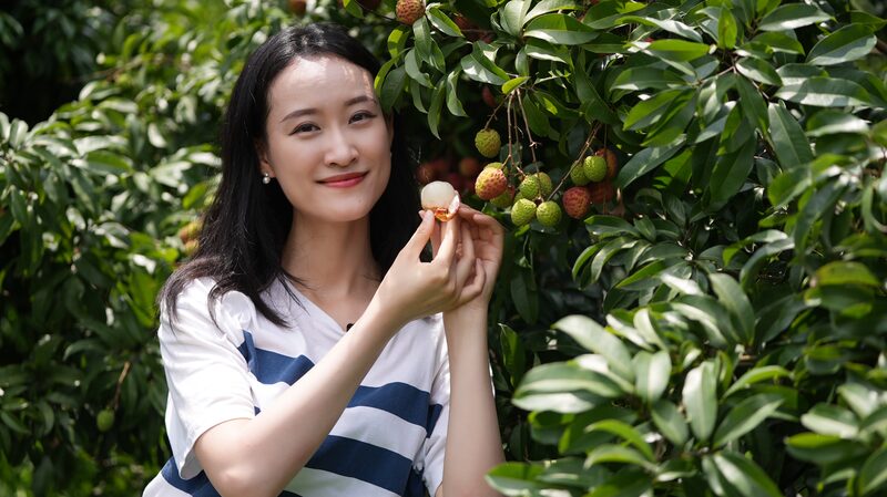 Guangzhou_Lychee_Farmers_Leverage_5G_Livestreams_to_Reach_Global_Markets_poster - Khabar Asia Guangzhou Lychee Farmers Leverage 5G Livestreams to Reach Global Markets video poster