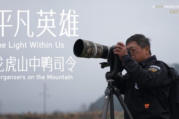 Guardian of the Chinese Merganser: Ranger’s 18-Year Vigil on Longhu Mountain Guardian_of_the_Chinese_Merganser__Ranger_s_18_Year_Vigil_on_Longhu_Mountain video poster