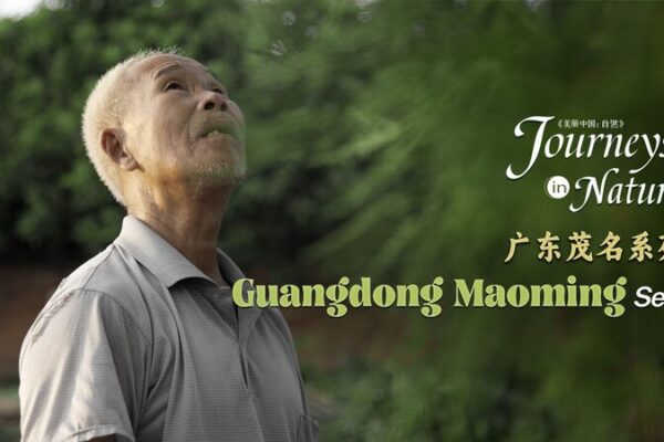 Guardian of the Cypress: Elderly Man Protects 500-Year-Old Trees in Guangdong Guardian of the Cypress: Elderly Man Protects 500-Year-Old Trees in Guangdong video poster