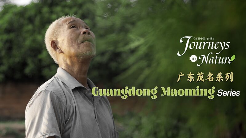 Guardian_of_the_Cypress_Elderly_Man_Protects_500-Year-Old_Trees_in_Guangdong_poster - Khabar Asia Guardian of the Cypress: Elderly Man Protects 500-Year-Old Trees in Guangdong video poster