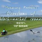 Guardians_of_Harmony__Black_Necked_Cranes_Grace_Sichuan_u0027s_Zoige_Wetlands video poster